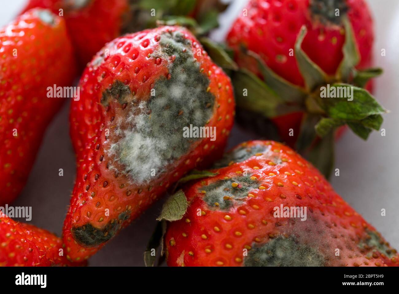 Strawberries with mold Stock Photo