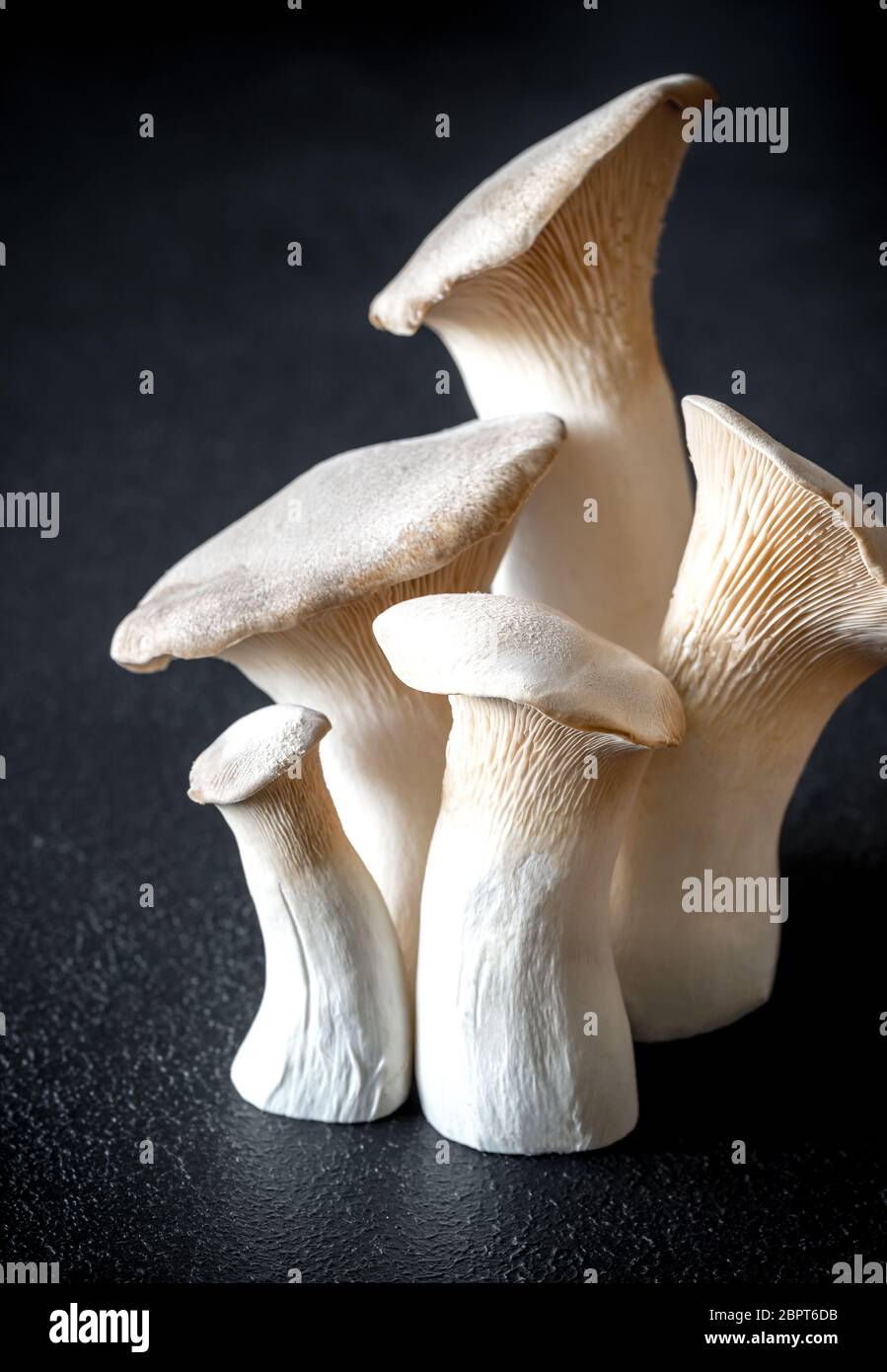 King oyster mushrooms Stock Photo Alamy