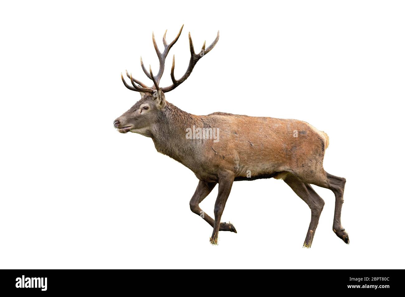 Isolated walking red deer, cervus elaphus, stag with antlers. Mammal galloping on white. Stock Photo