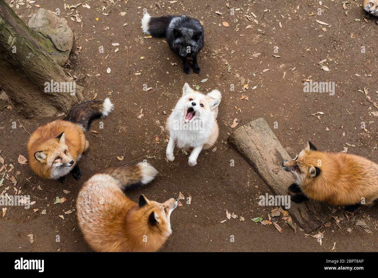 Group of fox together Stock Photo - Alamy