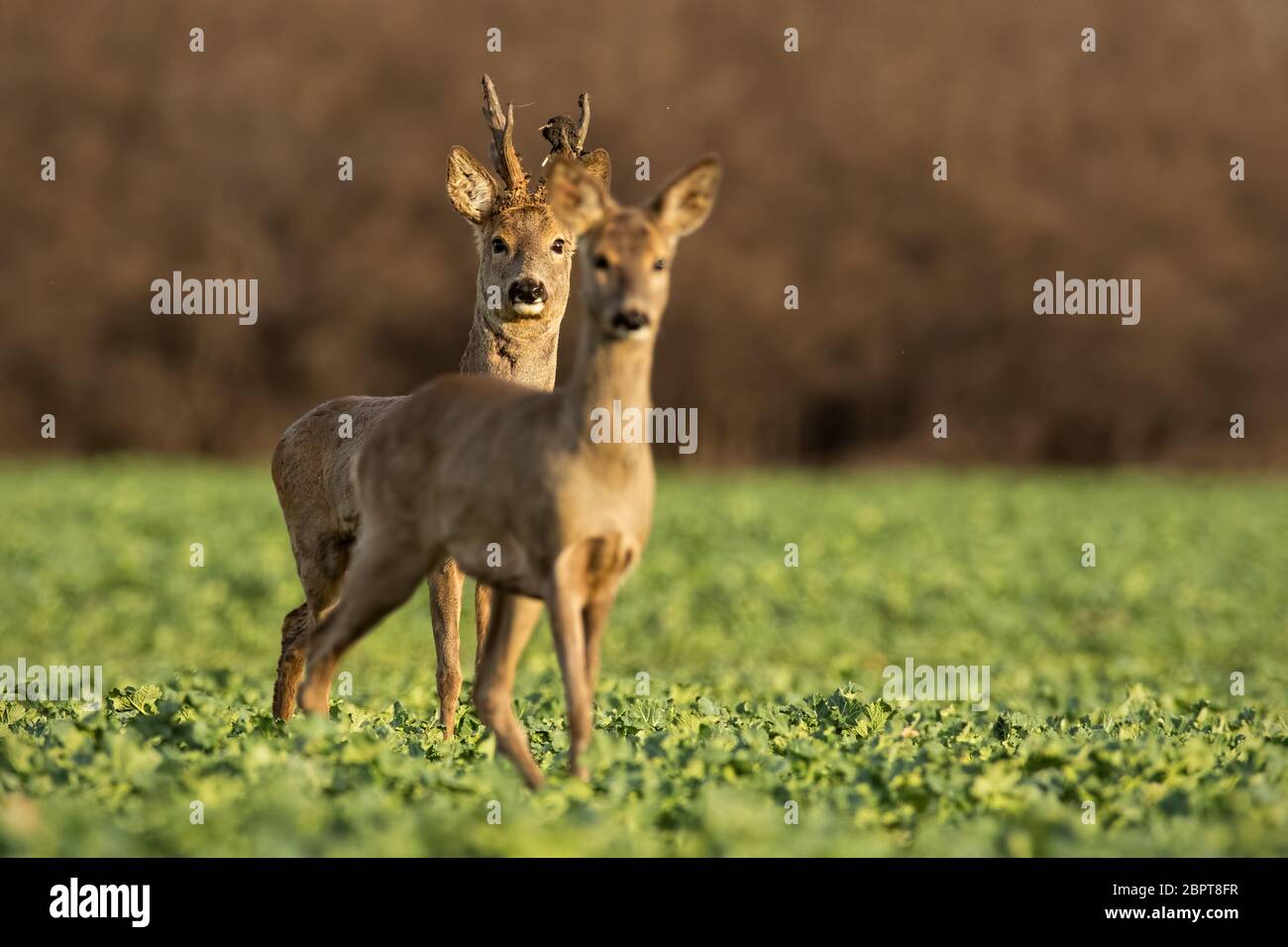 Roe deer, capreolus capreolus, couple at sunset in spring. Male and female  wild animals in nature. Two alerted deer. Buck and doe Stock Photo - Alamy