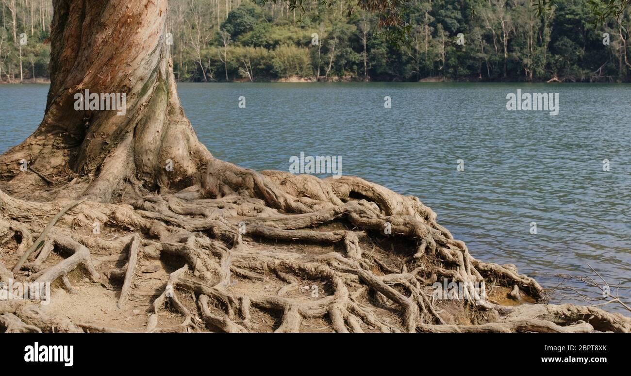 Old tree root and lake Stock Photo - Alamy