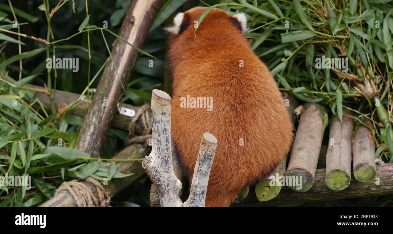 Red panda eat bamboo Stock Photo - Alamy