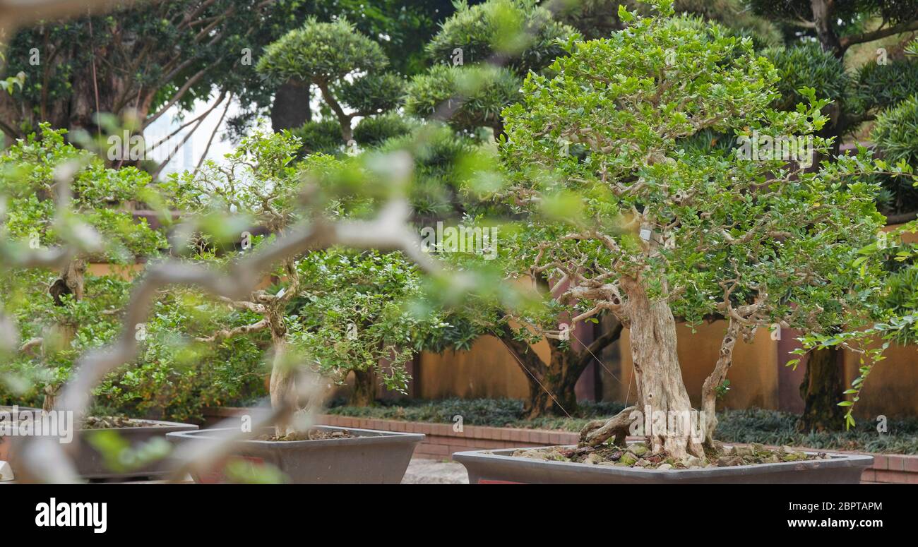 Chinese pot plant Stock Photo Alamy