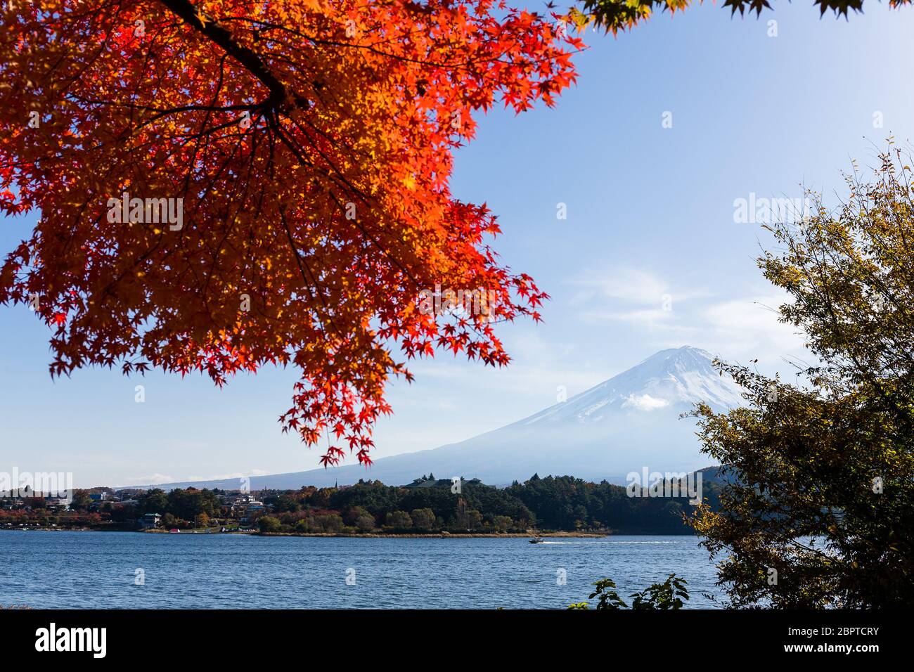 Maple tree and mountain Fuji Stock Photo - Alamy