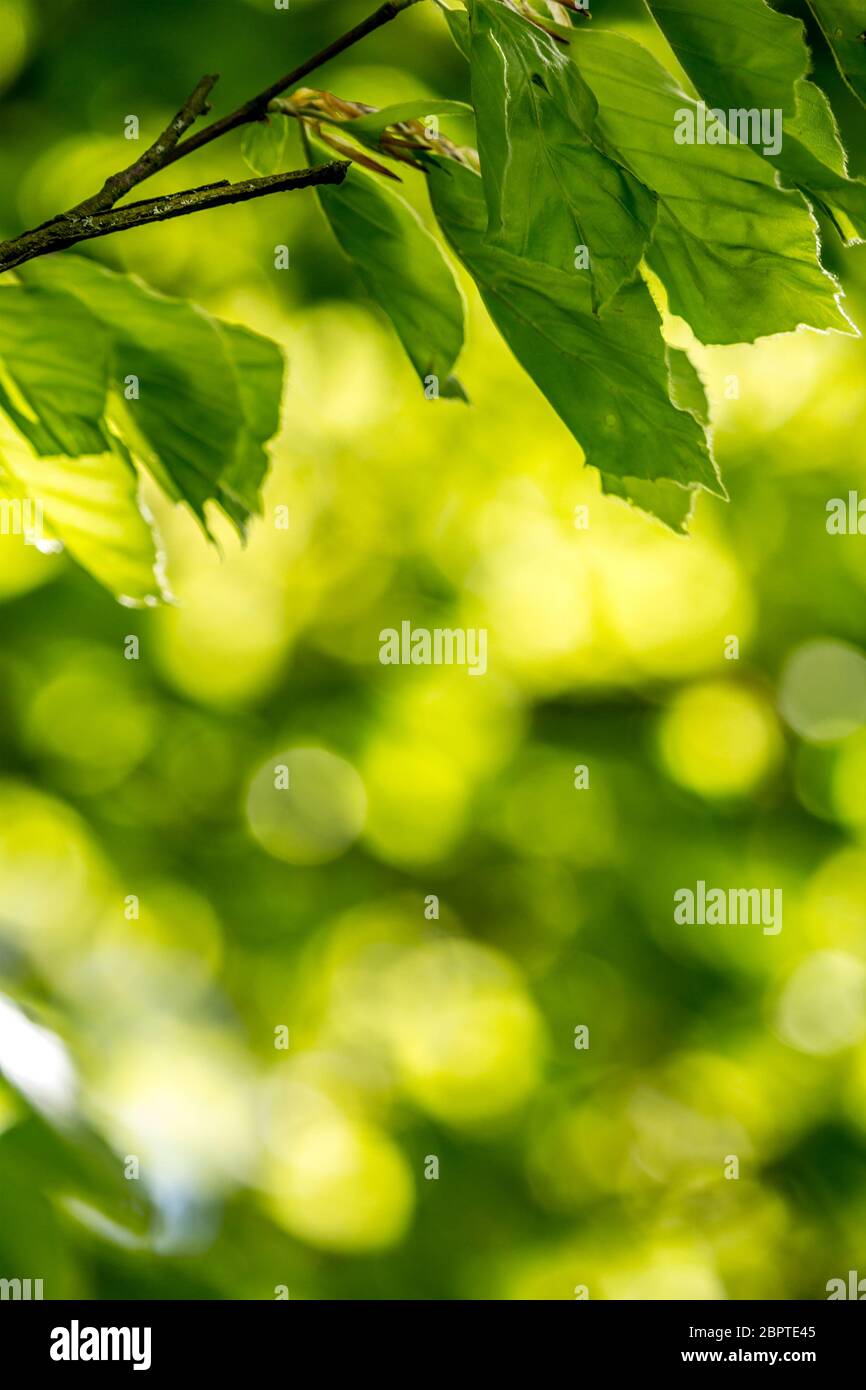 Beautiful Spring leaves with bokeh lights in the Spring forest, natural backgound for Spring projects. Stock Photo