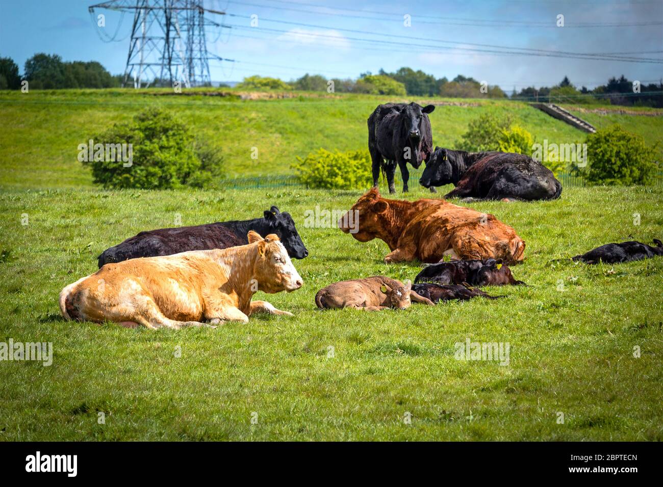 A herd of black and brown cows with young calves resting in the fields in Spring time, Glen Mavis, Scotland, UK Stock Photo