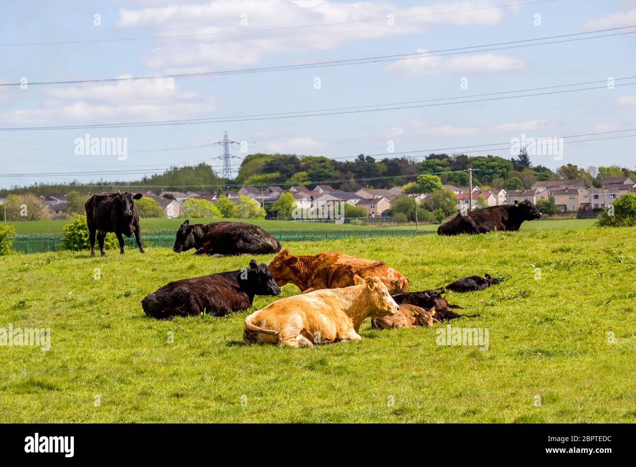 A herd of black and brown cows with young calves resting in the fields in Spring time, Glen Mavis, Scotland, UK Stock Photo