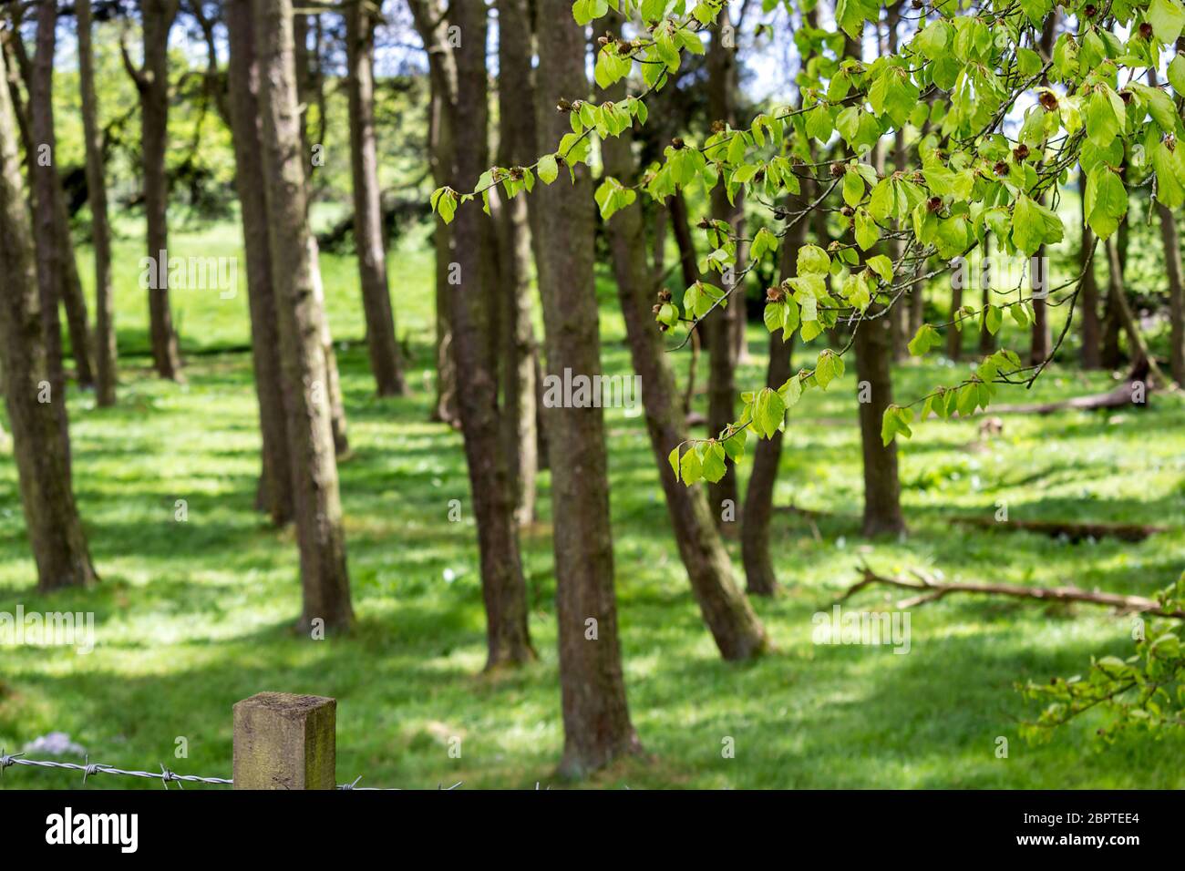 Bright, Spring forest in may, Scotland, UK Stock Photo