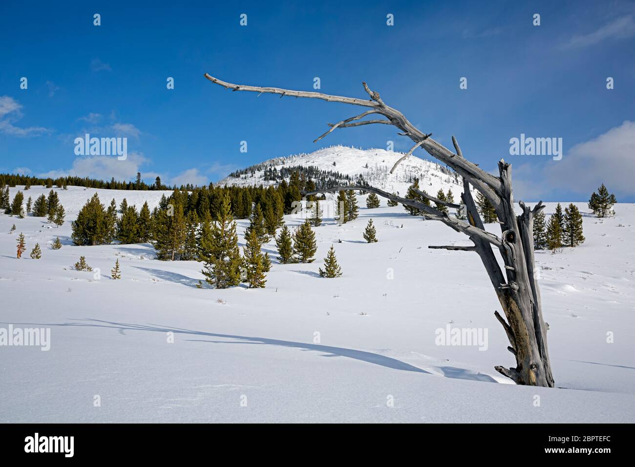 WY04487-00...WYOMING - Bunsen Peak from the Bunsen Peak Ski Trail in Yellowstone National Park. Stock Photo