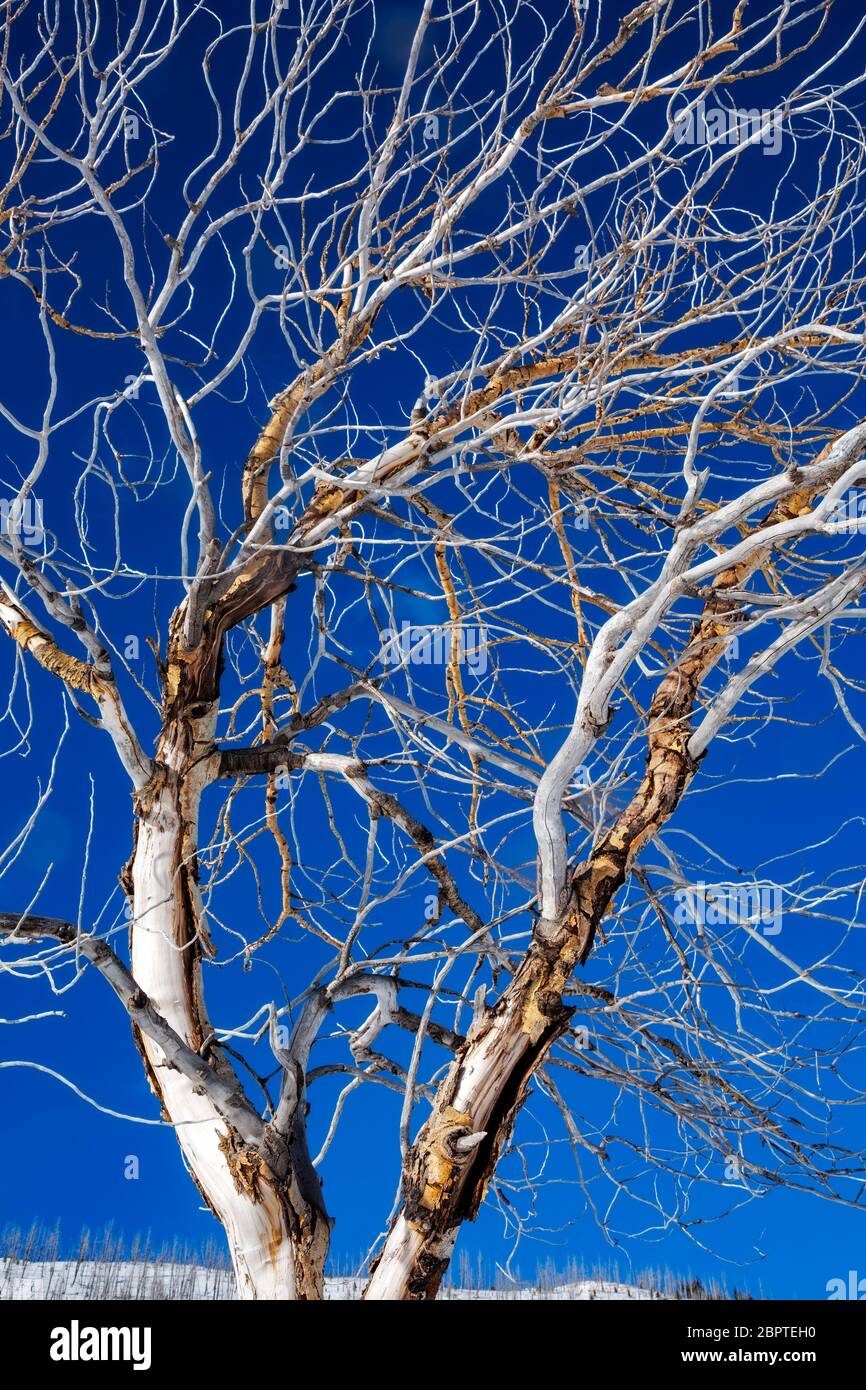 Looking up tall aspen trees hires stock photography and images Alamy