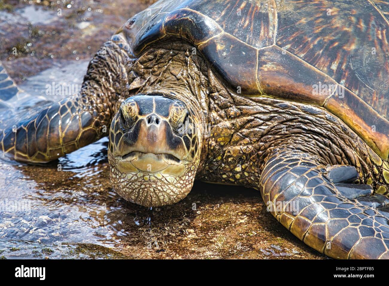 Grumpy looking lone green sea turtle resting on a beach on Maui. Stock Photo