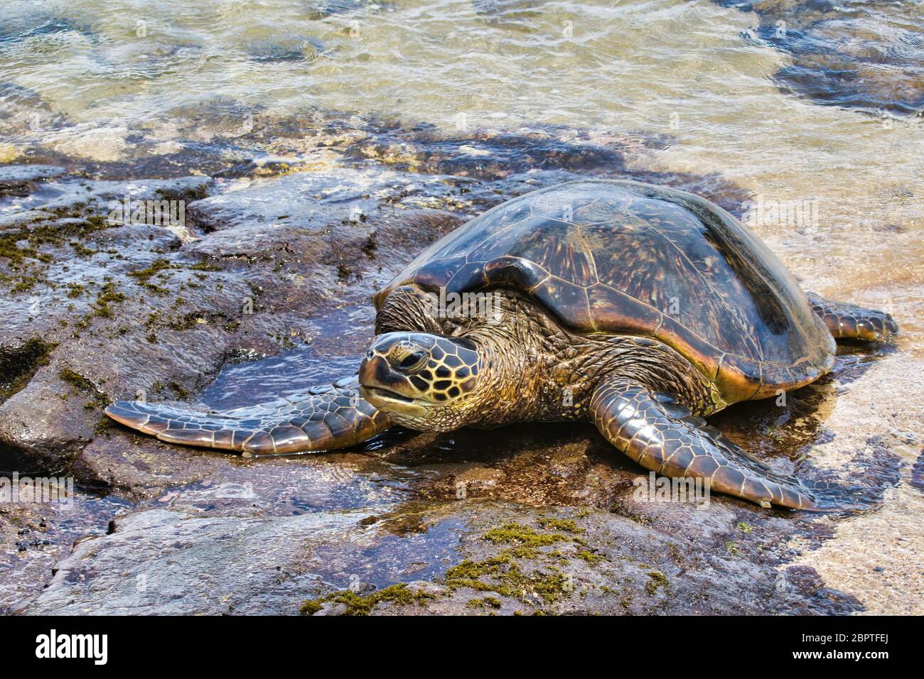 Lone green sea turtle resting on a beach on Maui. Stock Photo
