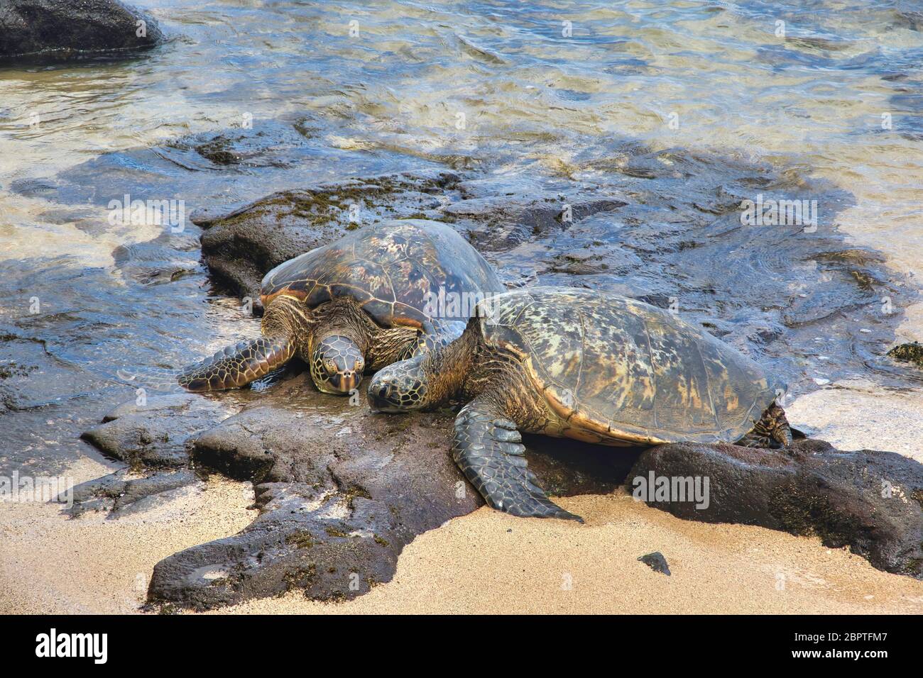 Two green sea turtles lounging together on the beach Stock Photo Alamy