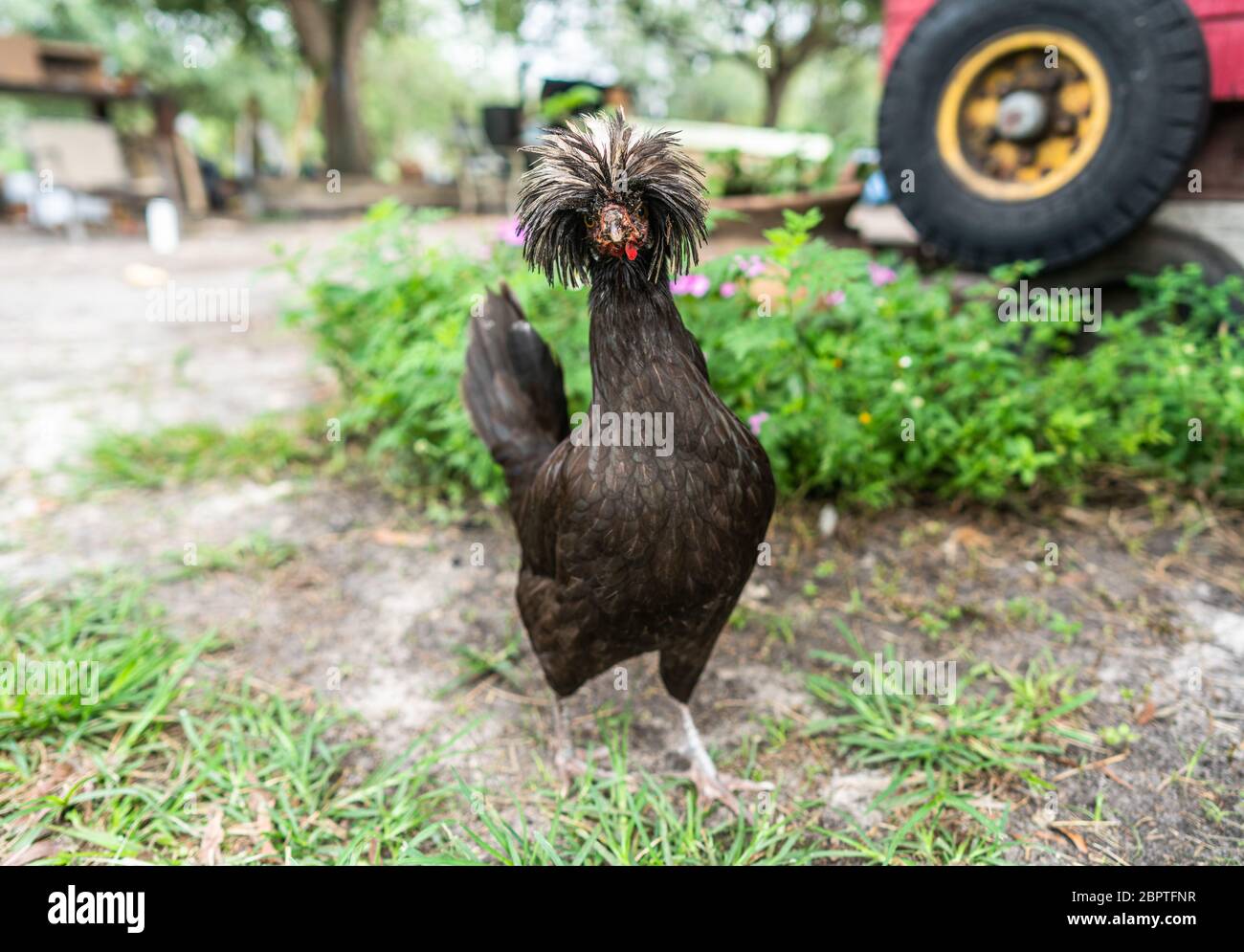 Chicken main hires stock photography and images Alamy
