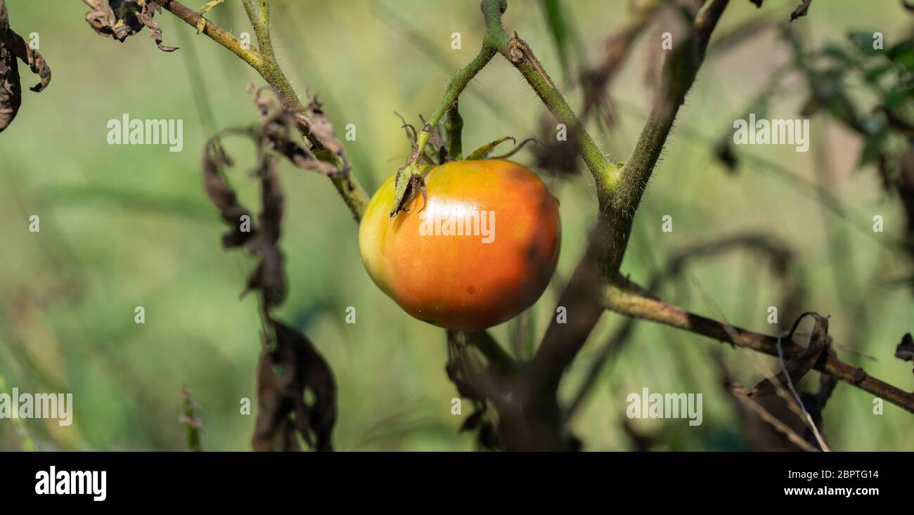 Ripe small red tomato on the tree Stock Photo
