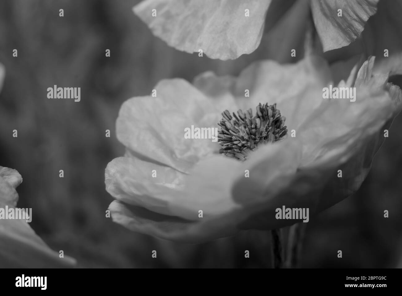a black and white poppy Stock Photo