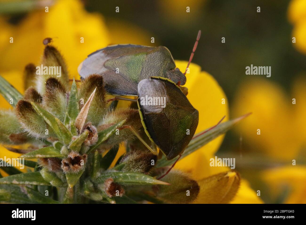 A Gorse Shieldbug (Piezodorus lituratus) shown on its host plant of Common Gorse (Ulex europaeus). Stock Photo