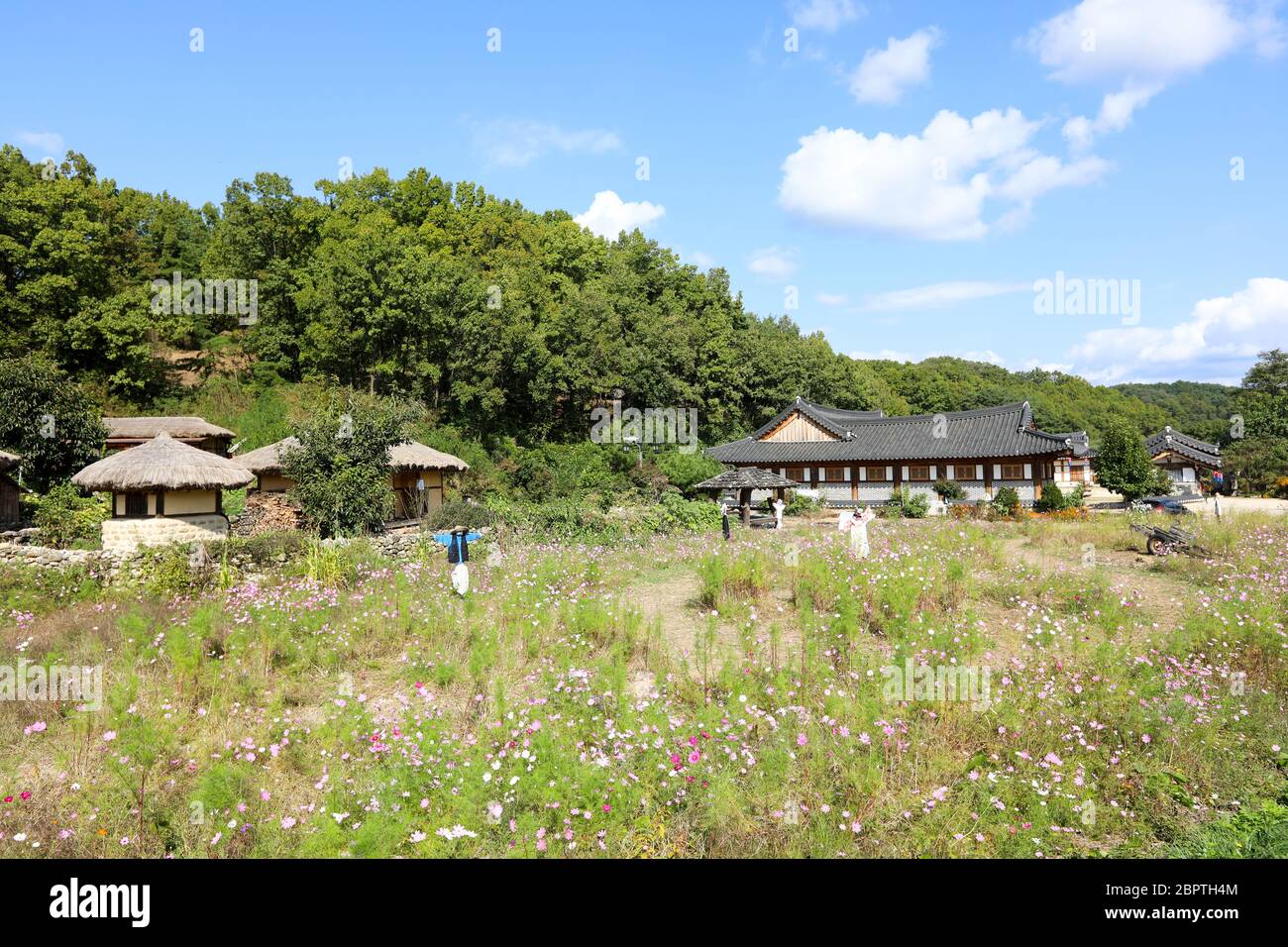 Cosmos flowers and scarecrows in front of Korean traditional village. Mooseom folk village, Youngju, South Korea Stock Photo