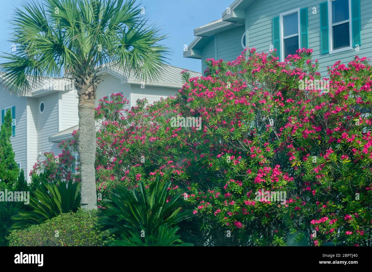 Red oleander blooms outside vacation homes on Pensacola Beach, May 16, 2020, in Gulf Breeze, Florida. Stock Photo