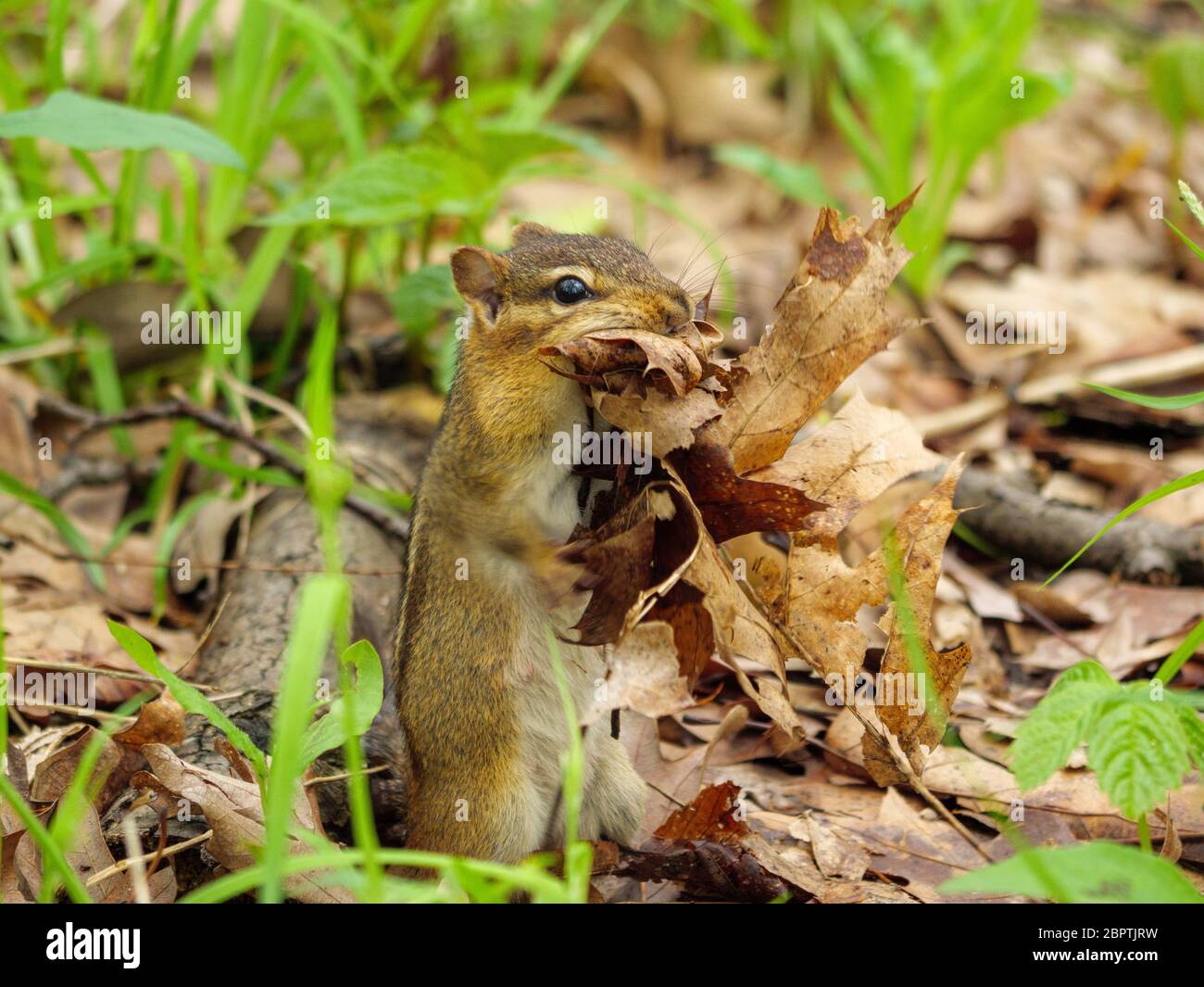 An eastern chipmunk gathers dead leaves for its nest. Thatcher Woods Forest Preserve, Cook County, Illinois. Stock Photo