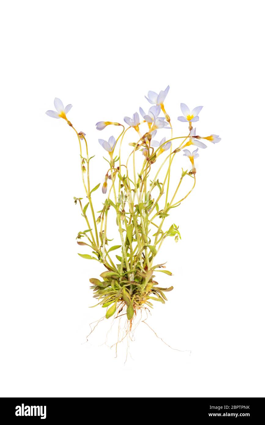 Bluets (Houstonia caerulea) whole plant including roots on a white