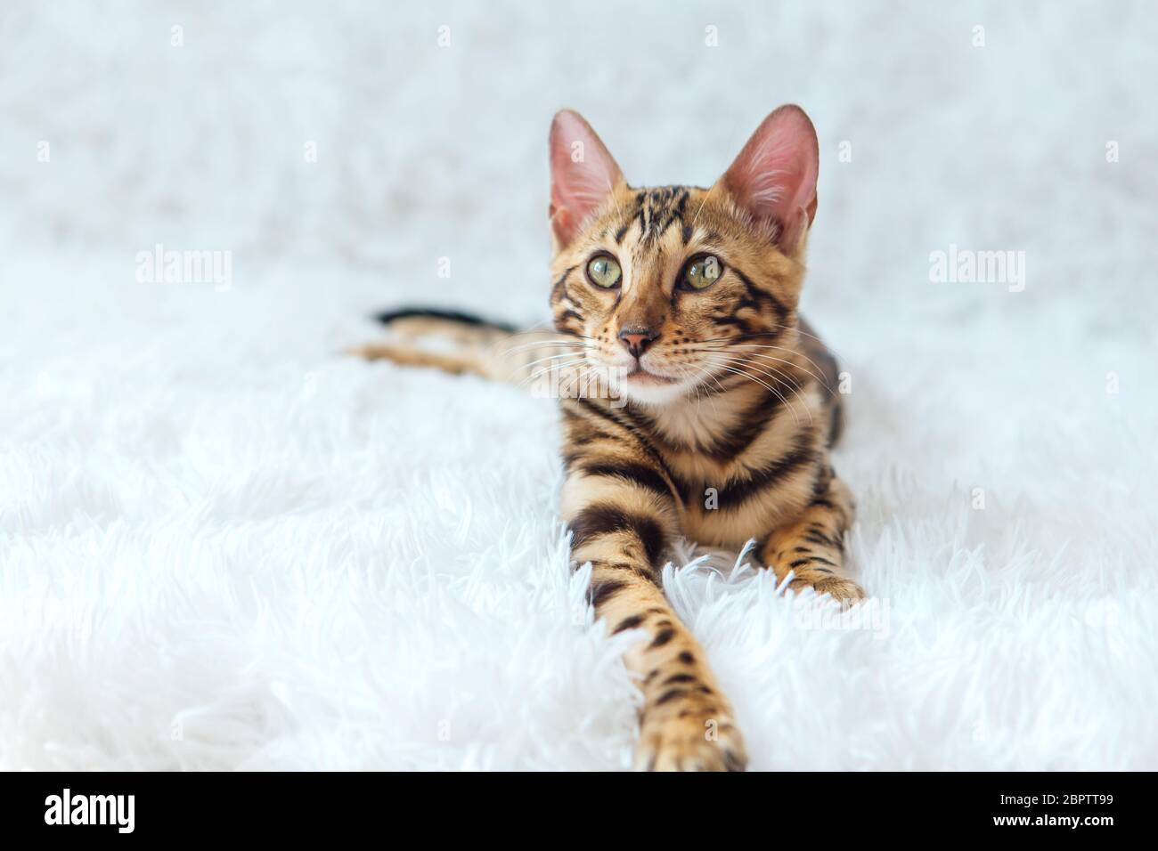 Young bengal kitty cat laying on the white background Stock Photo - Alamy