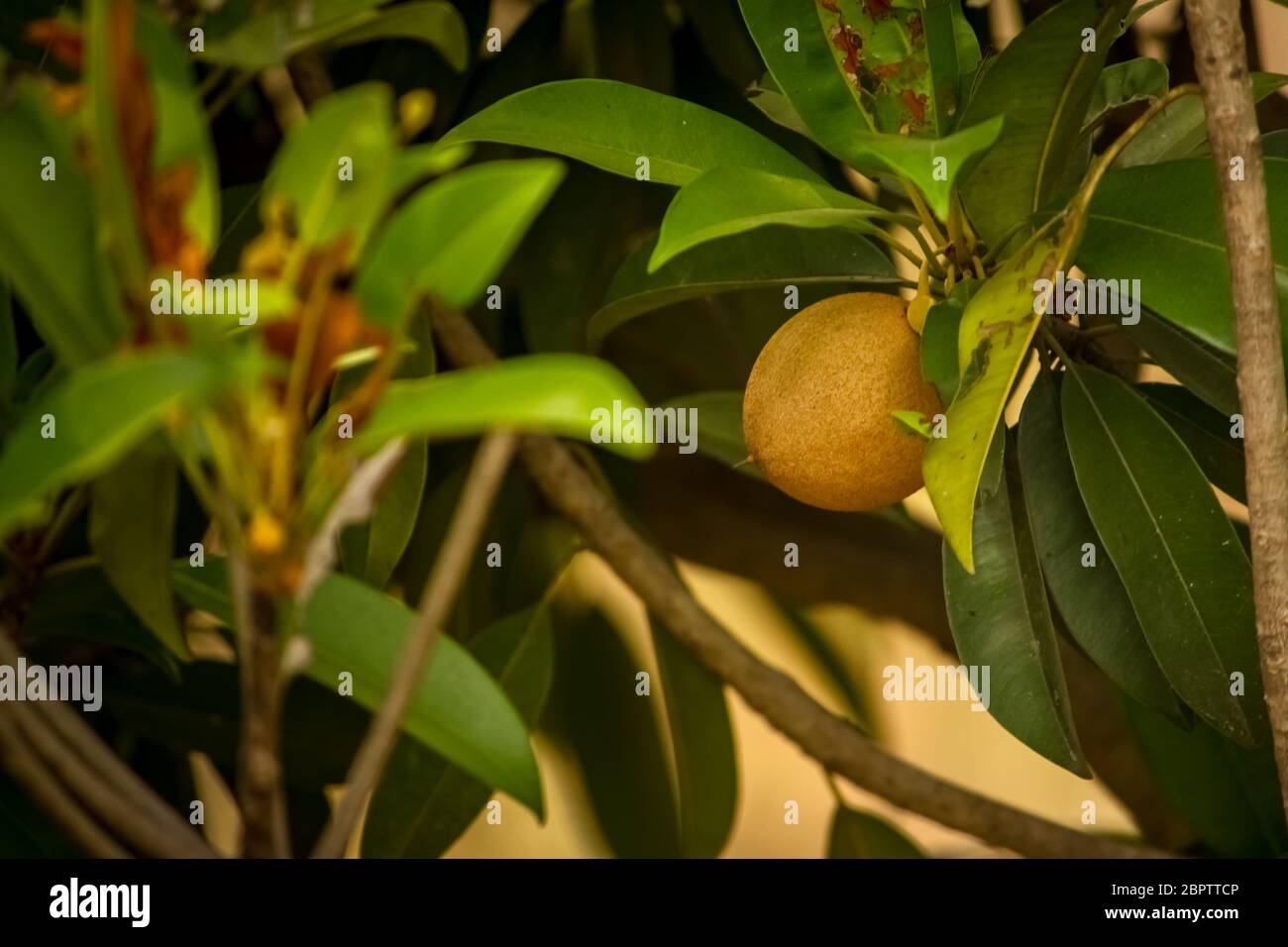 Sapodilla fruit / chikoo fruit on the tree with green leafs on sapodilla garden. Manilkara zapota, commonly known as sapodilla, sapota, chikoo, nasebe Stock Photo