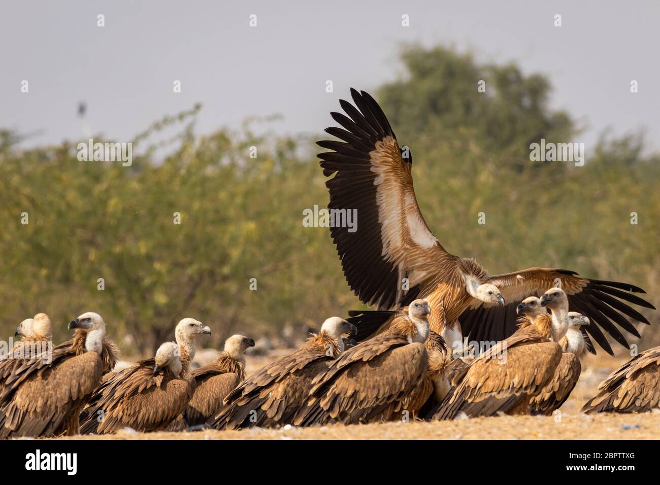 Griffon vulture or Eurasian Griffon or Gyps fulvus in flight with full wingspan at jorbeer conservation reserve, bikaner, rajasthan, india Stock Photo
