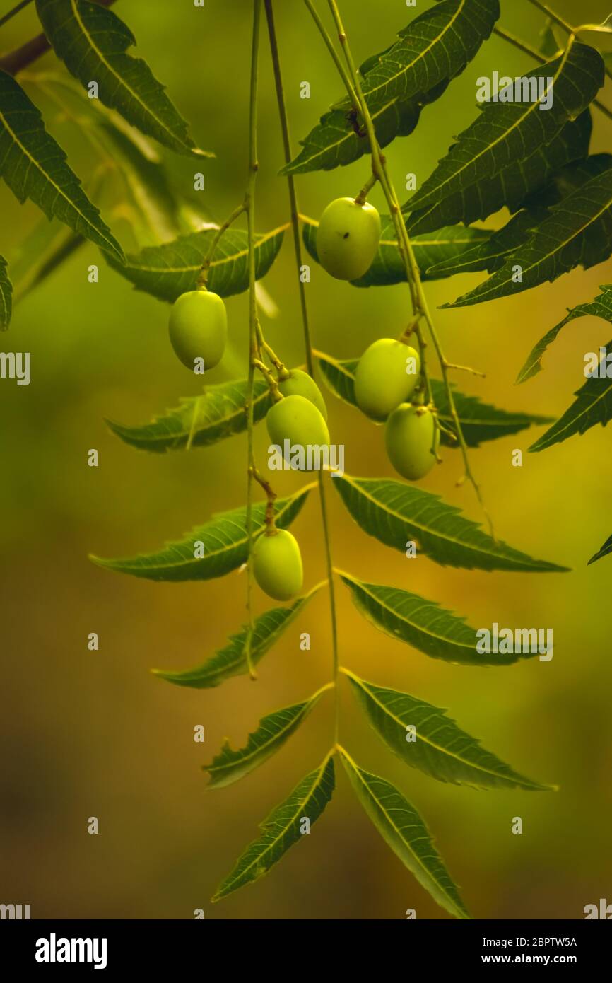 Fresh Neem fruit on tree with leaf on nature background. A leaves of neem tree and fruits