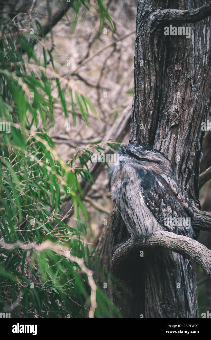 Tawny Frogmouth Owl close up while he rest in a branch Stock Photo