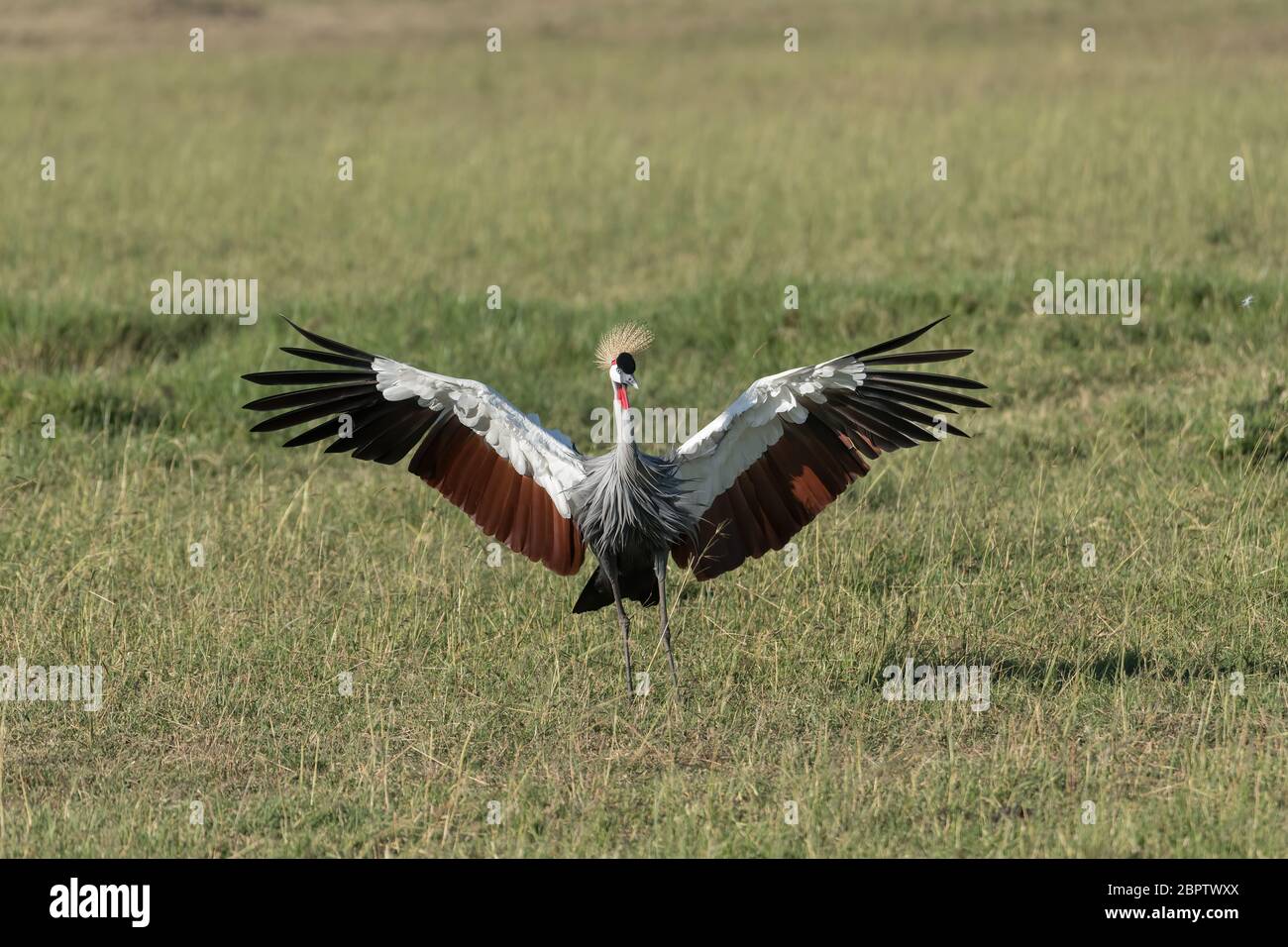 African crowned crane spreading its wings in the Masai Mara in Kenya. Stock Photo