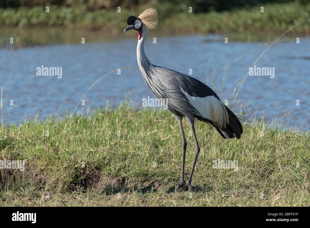 African crowned crane at the waters edge in the Masai Mara in Kenya. Stock Photo