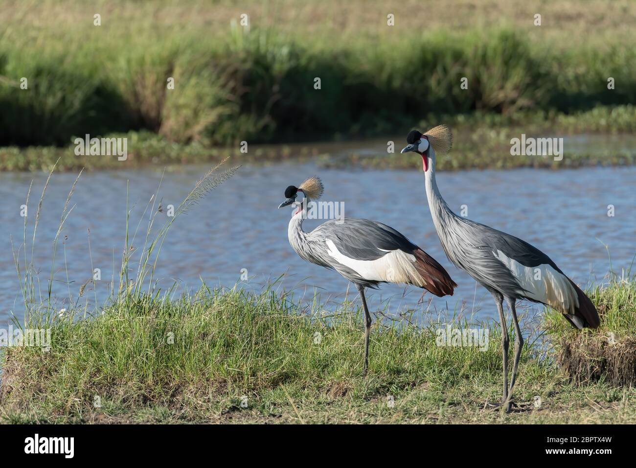 A mated pair of African crowned crane at the waters edge in the Masai Mara in Kenya. Stock Photo