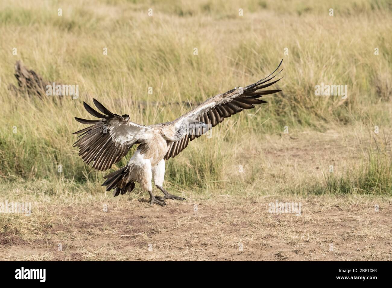 White-backed vulture in flight coming in to land on a dead carcass in the Maasai Mara Reserve in Kenya Stock Photo