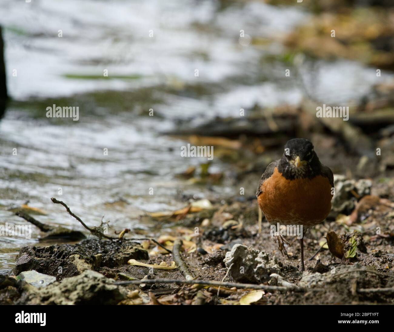 Robin by the creek hi-res stock photography and images - Alamy