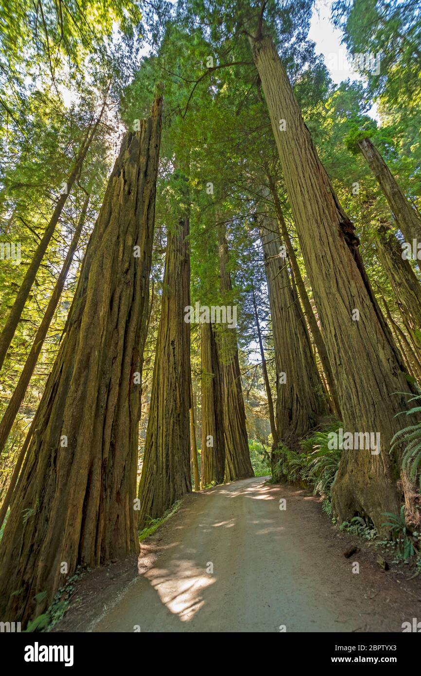 Road Through the Redwoods in Redwood National Park in California Stock