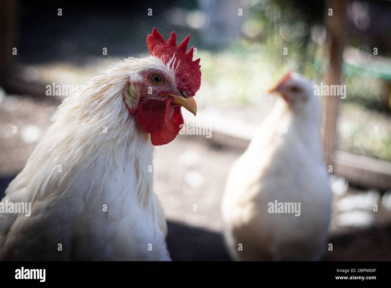 free range chicken looking angry Stock Photo