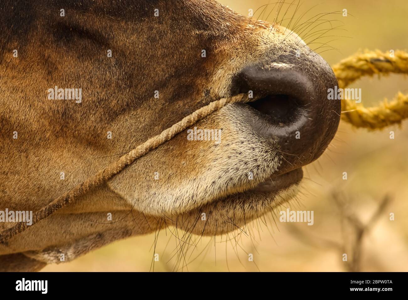 Close up of cow nose with rope on cow face isolated on nature