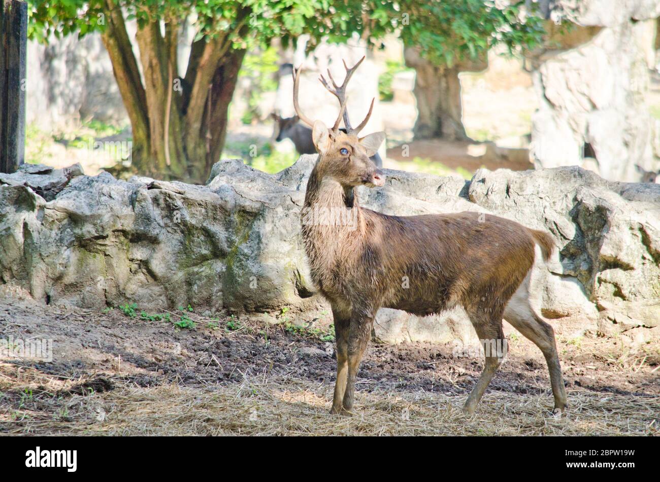 Eld's deer (Panolia eldii) also known as the thamin or brow-antlered ...