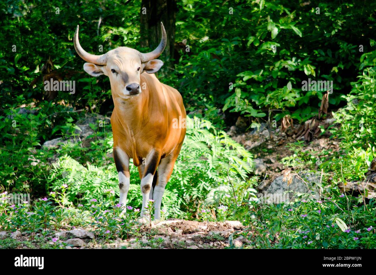 Banteng  was in Red List of Threatened Species in Endangered species in nature ,Thailand and it looking something on the rock Stock Photo