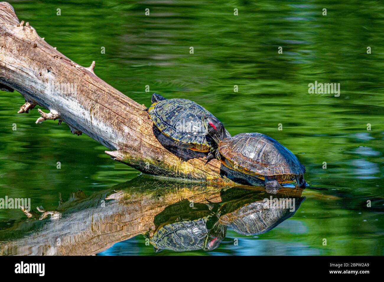 Yellowbellied slider turtle (Trachemys scripta scripta) in Sepulveda