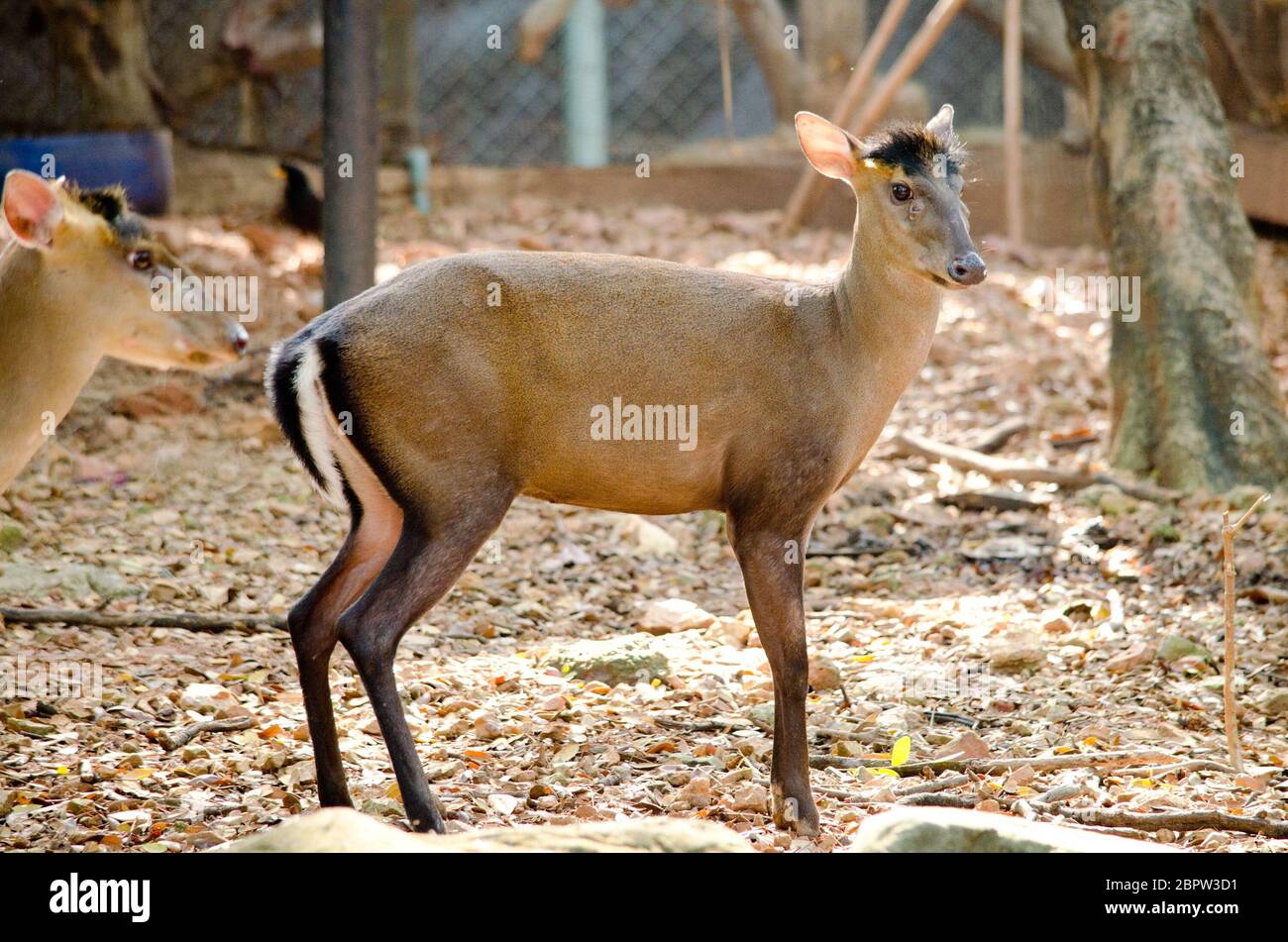 The Fea's Muntjac or Tenasserim muntjac (Muntiacus feae) is a rare species  of muntjac native to China, Laos, Myanmar, Thailand and Vietnam. Red List o  Stock Photo - Alamy