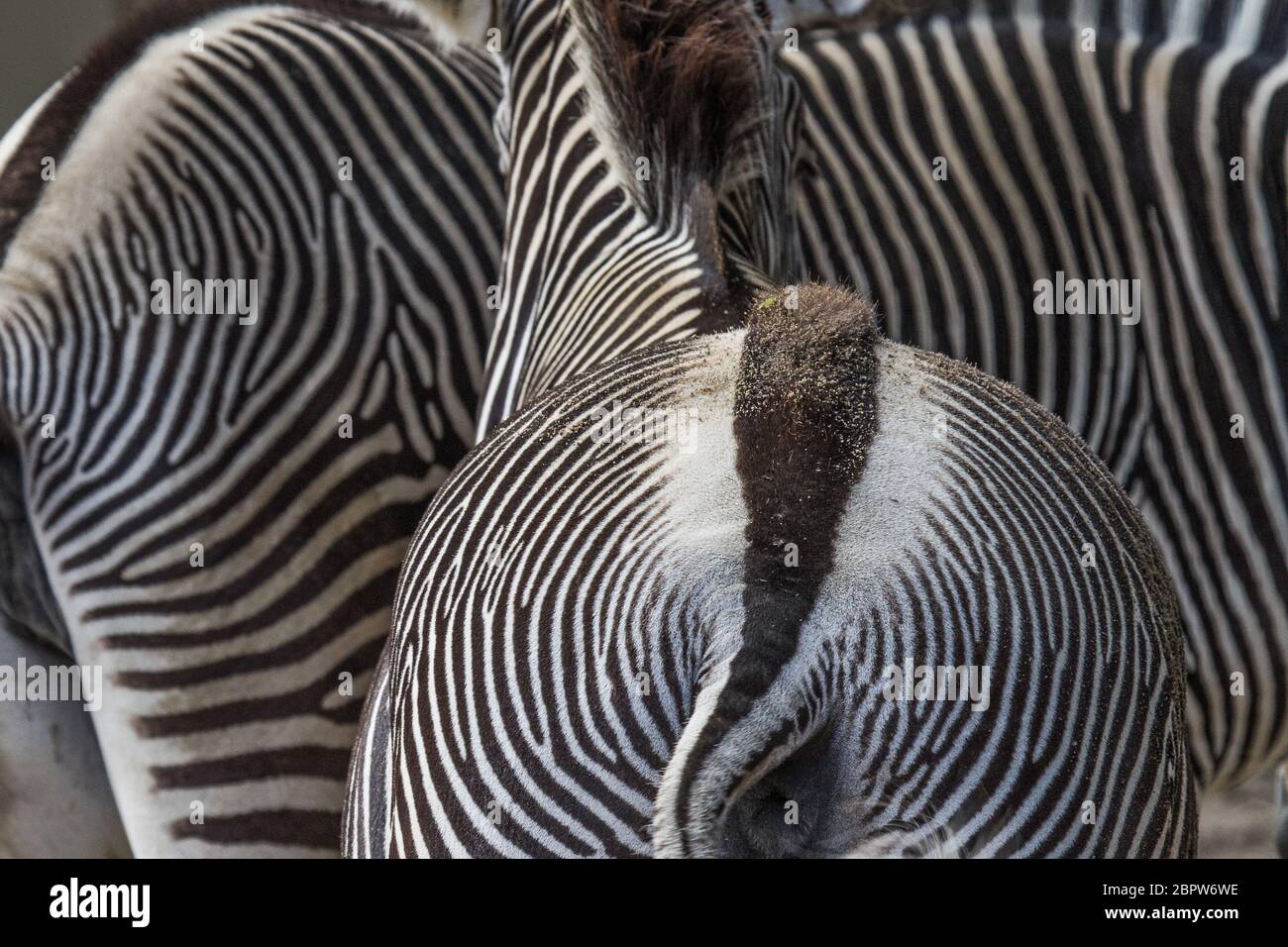 Backside of a zebra with other zebras behind Stock Photo - Alamy
