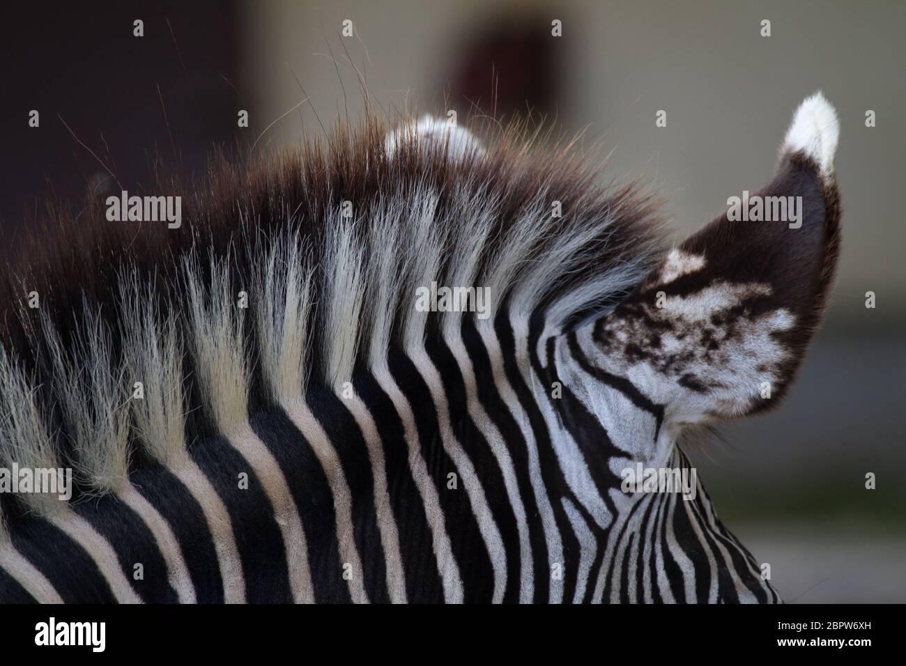 Zebra neck hires stock photography and images Alamy