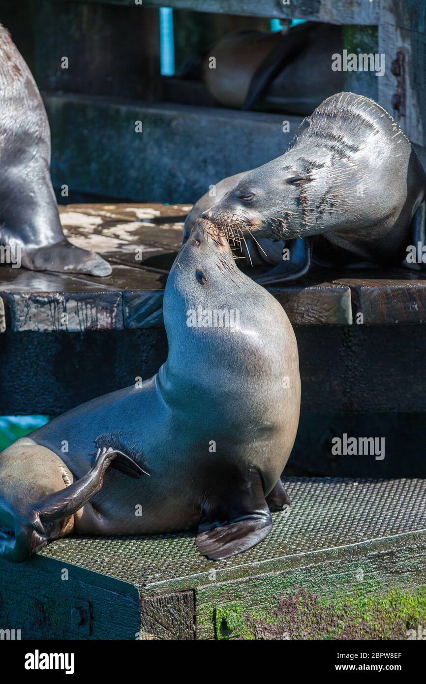 Australian Fur Seals relaxing at Chinaman's Hat, Port Phillip Bay, Victoria, Australia Stock Photo