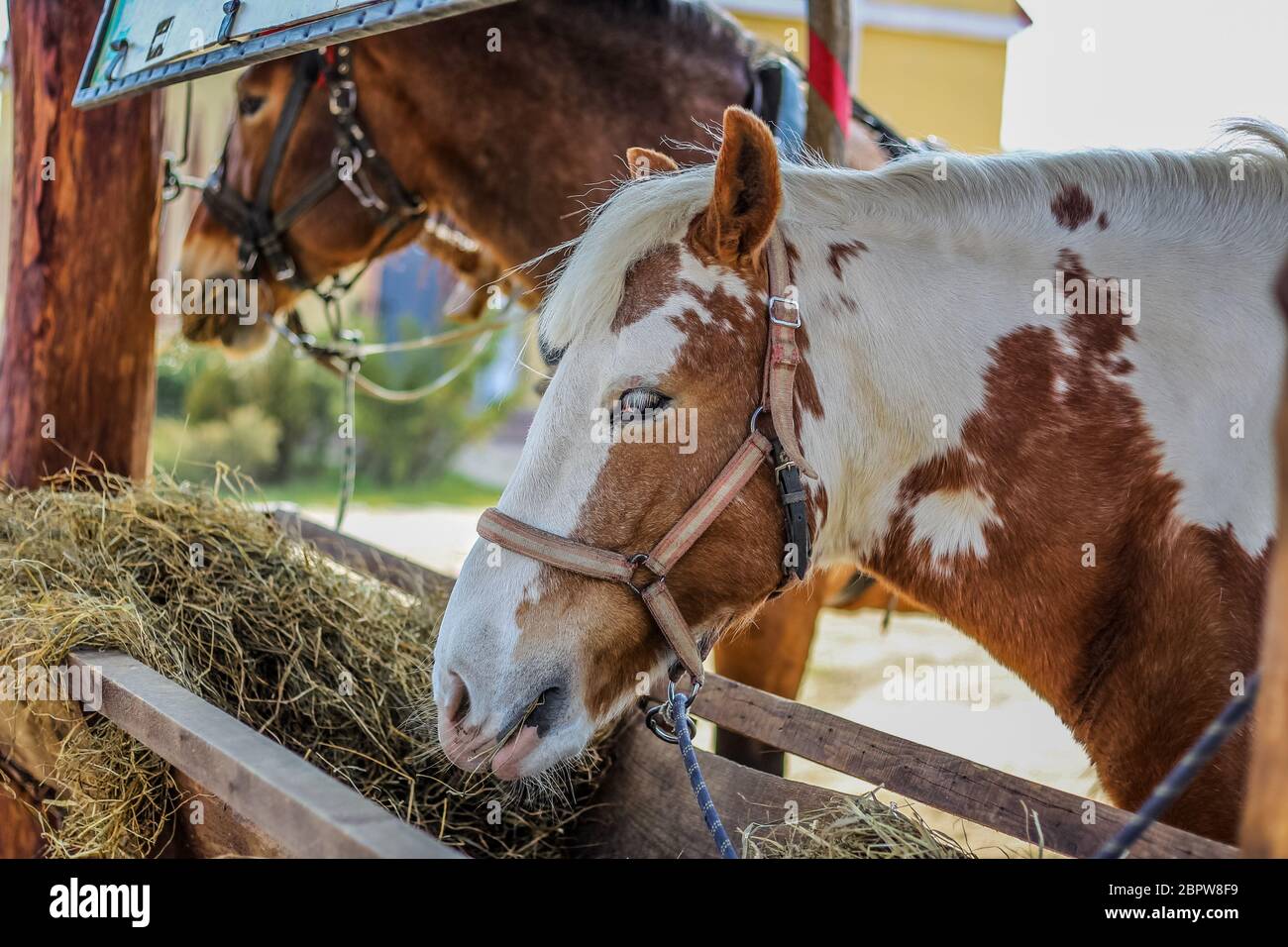 Horses feed from a feeding trough Stock Photo Alamy
