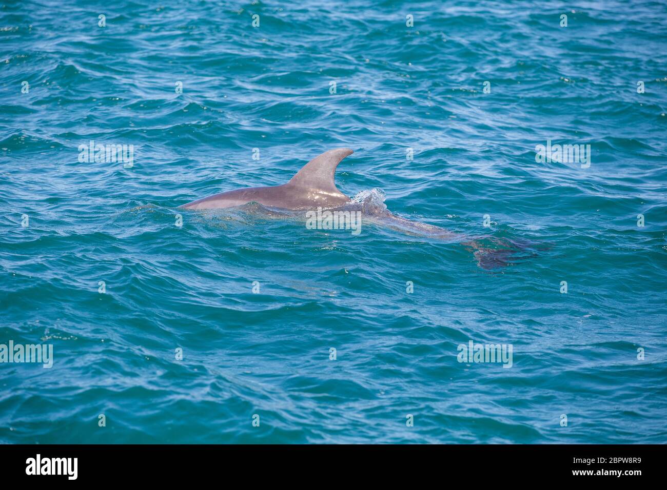 Bottlenose dophins swimming off Portsea, Port Phillips Bay, Victoria, Australia Stock Photo