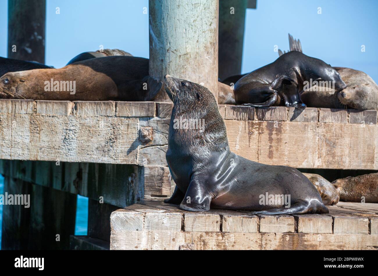 Australian Fur Seals relaxing at Chinaman's Hat, Port Phillip Bay, Victoria, Australia Stock Photo
