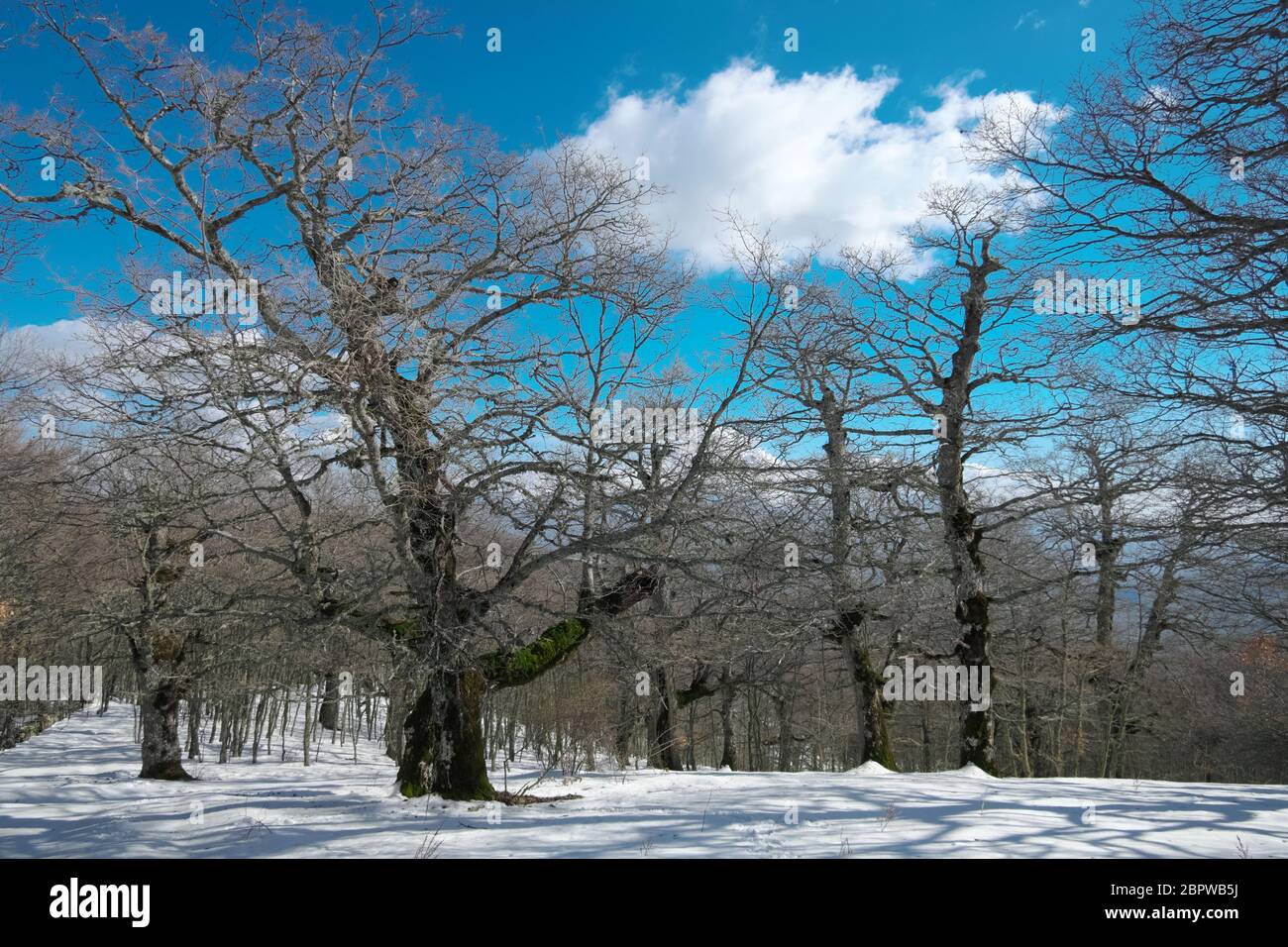 winter forest of big oaks trees in the Nebrodi Mountains of Sicily natural landmark Stock Photo